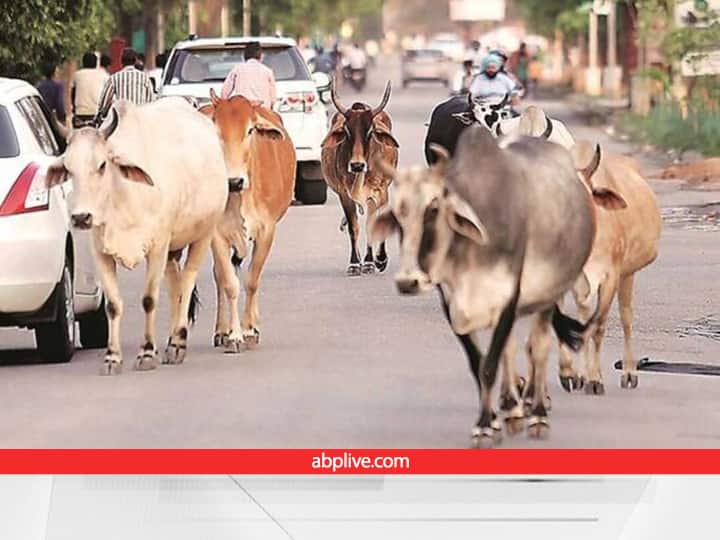 20th Livestock Census has revealed that there are 50 lakh abandoned stray destitute cattle in the country Stray Animals: इन राज्यों में सबसे ज्यादा बेसहारा हुए गौवंश, ठिकाने के बिना सड़कों पर भटकने को मजबूर