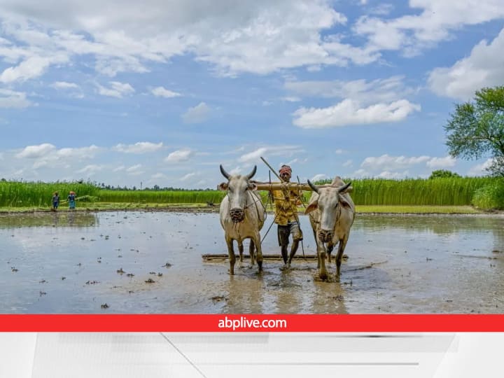 Compensation Scheme: यदि खेतों में पानी भरने की वजह से नहीं हो पाई बुवाई तो सरकार से मिलेंगे 7,500 रुपये प्रति एकड़, पढ़ें डीटेल Haryana Govt Provide 7500 rupees per acre if sowing could not be done due to water logging in the fields Compensation Scheme: यदि खेतों में पानी भरने की वजह से नहीं हो पाई बुवाई तो सरकार से मिलेंगे 7,500 रुपये प्रति एकड़, पढ़ें डीटेल