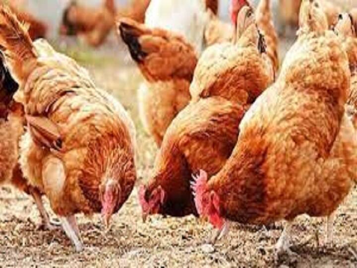 Hen Farming: मुर्गी पालकों के लिए राहत, मुर्गियों पर कहर बनकर नहीं टूटेगा फ्लू और संक्रमण, नए साल में आने वाली है ये वैक्सीन chickens from flu and infection Hester Biosciences Ltd. is developing a vaccine to protect Hen Farming: मुर्गी पालकों के लिए राहत, मुर्गियों पर कहर बनकर नहीं टूटेगा फ्लू और संक्रमण, नए साल में आने वाली है ये वैक्सीन