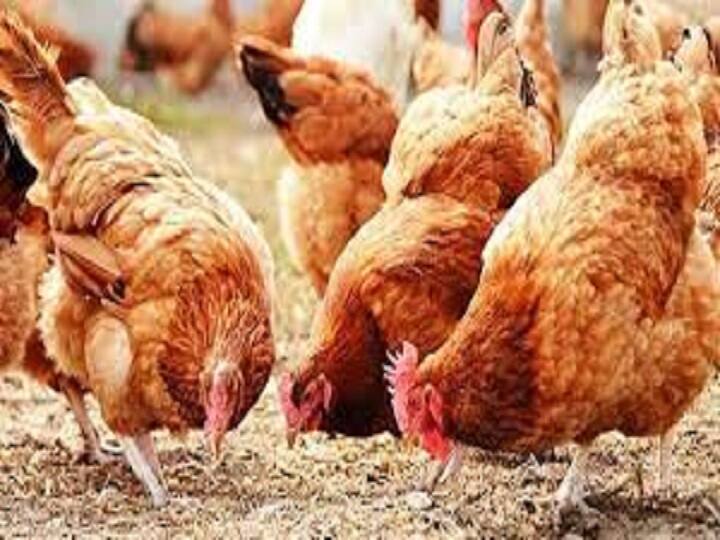 chickens from flu and infection Hester Biosciences Ltd. is developing a vaccine to protect Hen Farming: मुर्गी पालकों के लिए राहत, मुर्गियों पर कहर बनकर नहीं टूटेगा फ्लू और संक्रमण, नए साल में आने वाली है ये वैक्सीन