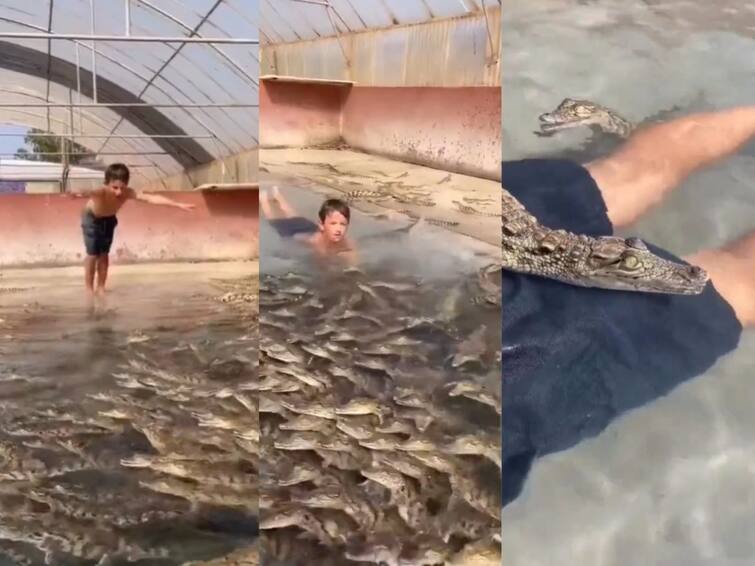 child jumped into a pond full of crocodiles then started screaming after seeing what happened Shocking Video: ਬੱਚੇ ਨੇ ਮਗਰਮੱਛਾਂ ਨਾਲ ਭਰੇ ਪੂਲ 'ਚ ਮਾਰੀ ਛਾਲ, ਫਿਰ ਜੋ ਹੋਇਆ ਉਹ ਦੇਖ ਕੇ ਉੱਡ ਜਾਣਗੇ ਹੋਸ਼!