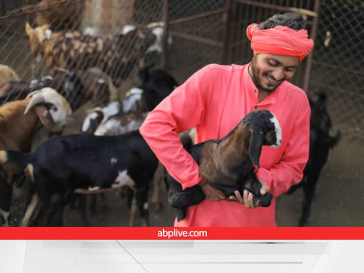 Bihar Animal Husbandry Department  Provide Subsidy Training and Certification for opening goat farm Goat Farm Scheme: 'पहले आओ पहले पाओ' के आधार पर खोलें खुद का 'बकरी फार्म', इस स्कीम के जरिए सरकार दे रही मदद