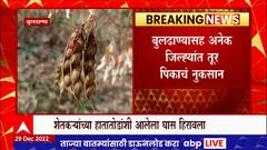 Buldhana : बुलढाणा जिल्ह्यात तुर पीकावर ‘फायटोप्थोरा ब्लाइट’ विषाणूचा प्रादुर्भाव