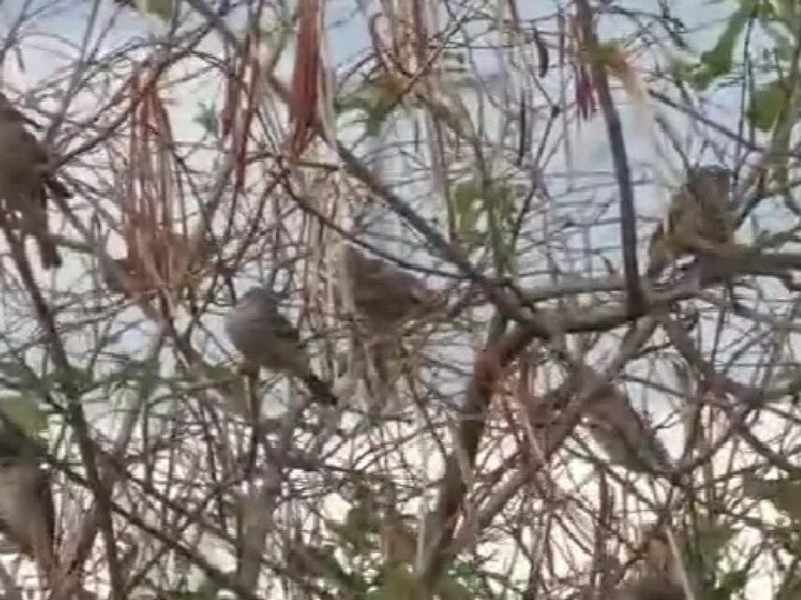 சிட்டுக் குருவிகளை அழிவிலிருந்து பாதுகாத்து வளர்க்கும் தனியார் பள்ளி ஆசிரியர்