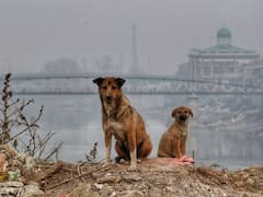 Crime : கழுத்து நெரிக்கப்பட்டு 2 நாய்கள் படுகொலை.. நாட்டின் தலைநகரின் அரங்கேறிய கொடூரம்..