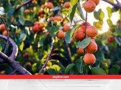 यूंही फेमस नहीं है लद्दाख की 'रक्तसे कारपो' खुबानी, इन खूबियों ने दिलाया इसे Geographical Indication Tag