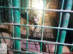 IIM की पहली मंजिल पर पहुंच गया था पैंथर, वन विभाग ने शावक को मां से मिलाया