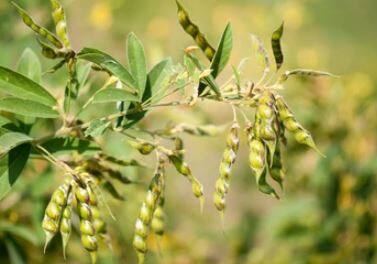 बदलत्या वातावरणाचा तुरीला फटका