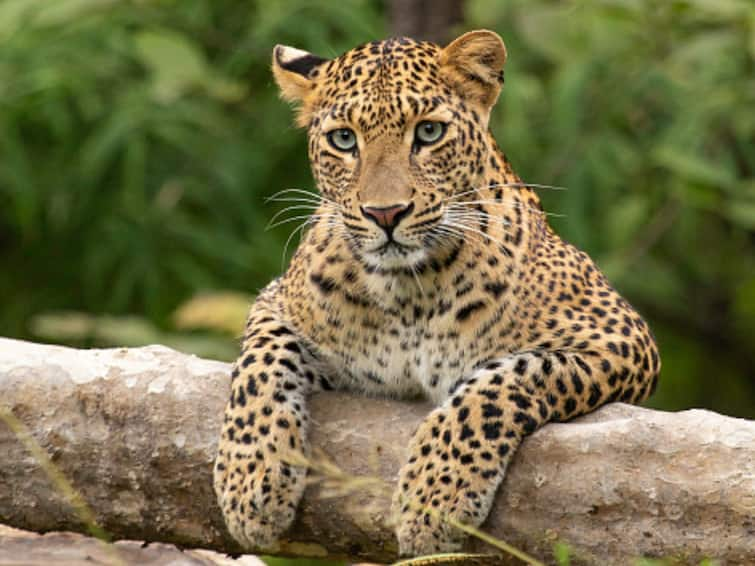 Jharkhand Man Attack Killed By Leopard Garhwa Fourth Three Weeks