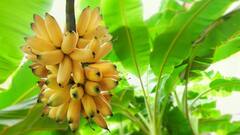 Health Tips : ਕਿੰਨਾ ਲੋਕਾਂ ਨੂੰ ਰਾਤ ਨੂੰ ਨਹੀਂ ਖਾਣਾ ਚਾਹੀਦਾ ਕੇਲਾ, ਜਾਣੋ ਇਸਦਾ ਵਿਗਿਆਨਿਕ ਕਾਰਨ