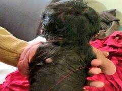 Baby Born With Rare Medical Condition In Uttar Pradesh, Half Of His Body Covered In Hair