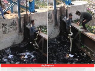 Video: विशालकाय अजगर का शख्स ने नंगे हाथों किया रेस्क्यू, वीडियो देख रह जाएंगे दंग