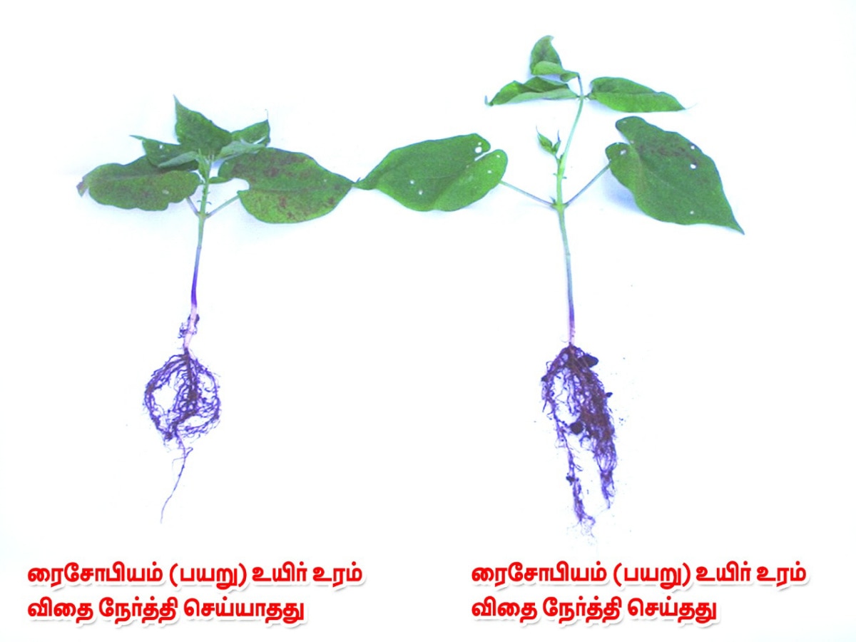 நிலக்கடலை பயிரில் ரைசோபியம் உயிர் உரம் பயன்பாடு -  வேளாண்மை இணை இயக்குனர் விளக்கம்