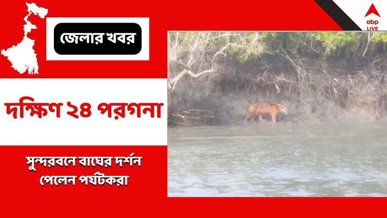 South 24 parganas News Tourists got a glimpse of Tigers in Sundarbans Sundarbans News: বর্ষশেষে সুন্দরবনে বাঘের দর্শন পেলেন পর্যটকরা