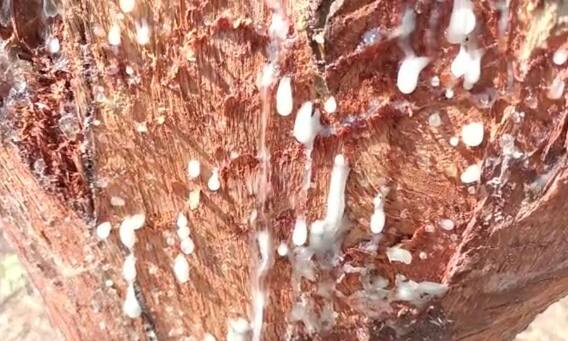 सावधान! तुम्ही खाता तो डिंक 'इंजेक्शन'वाला तर नाही ना?