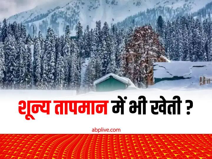 Ladakh Farmers are now able to cultivate vegetables even in sub-zero temperatures in solar greenhouse DIHAR Zero Tempreture: यहां आप रजाई में बैठे हैं....वहां लद्दाख में जीरो तापमान में भी सब्जियां उगा रहे किसान, बर्फीले मौसम में कैसे जगा खेती का जज़्बा