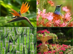 Botanical Garden: கடம்பூரில் ரூ.300 கோடியில் தாவரவியல் பூங்கா அமைக்க அரசு அரசாணை... பயன் என்ன?