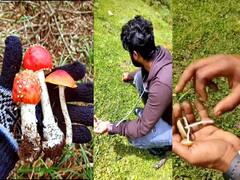 கொடைக்கானலில் போதை காளான்களை தேடி சென்று பறிக்கும் இளைஞர்கள்