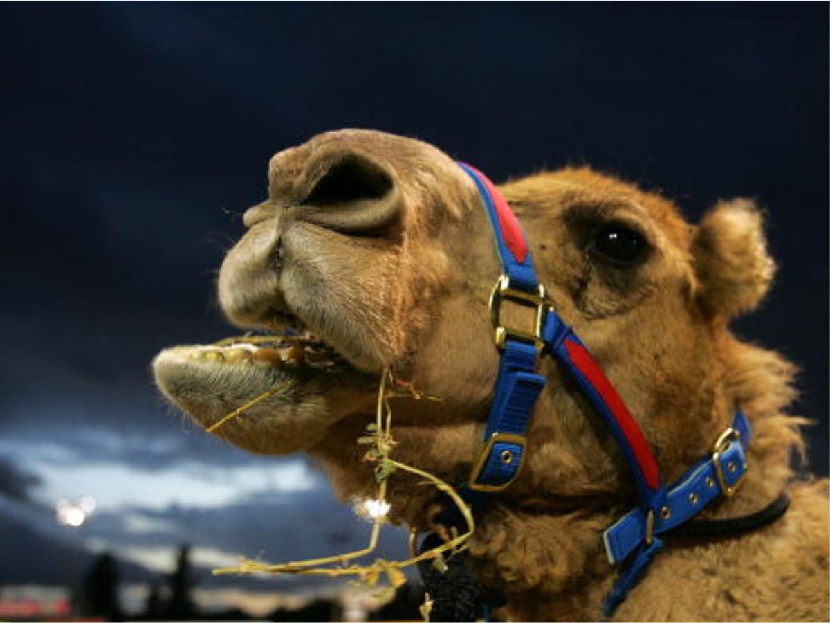 People at greater risk of developing MERS must avoid contact with dromedary (one-humped) camels, should not eat meat that has not been cooked properly, and must not drink raw camel milk or camel urine. (Photo: Getty)
