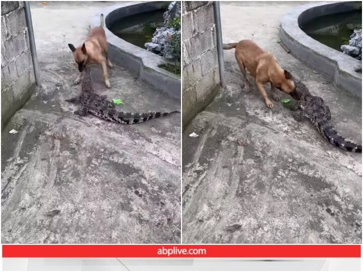 Dog fighting with crocodile stunned everyone Video: मगरमच्छ से लड़ रहे कुत्ते ने सभी को किया दंग, हैरत में डाल रहा वीडियो