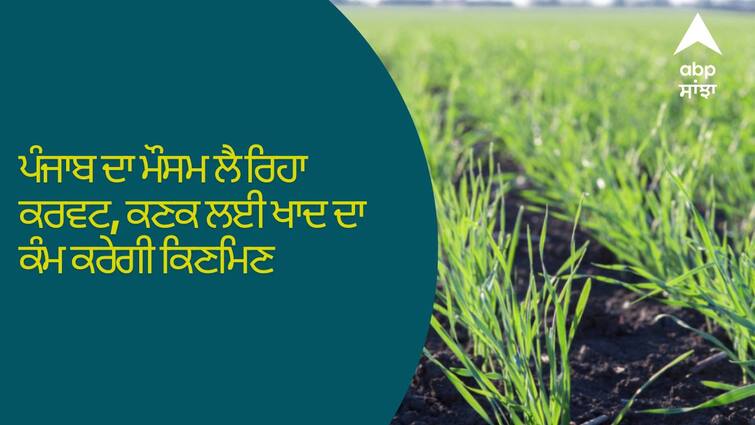 Punjab Weather Curvature taking the weather of Punjab will work as fertilizer for wheat Punjab Weather: ਪੰਜਾਬ ਦਾ ਮੌਸਮ ਲੈ ਰਿਹਾ ਕਰਵਟ, ਕਣਕ ਲਈ ਖਾਦ ਦਾ ਕੰਮ ਕਰੇਗੀ ਕਿਣਮਿਣ