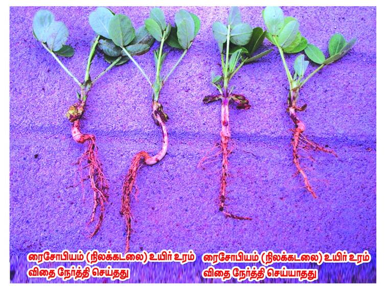 Tiruvannamalai: Joint Director Agriculture Briefing on use Rhizobium bio-fertilizer in pulse crops Groundnut crop TNN நிலக்கடலை பயிரில் ரைசோபியம் உயிர் உரம் பயன்பாடு -  வேளாண்மை இணை இயக்குனர் விளக்கம்