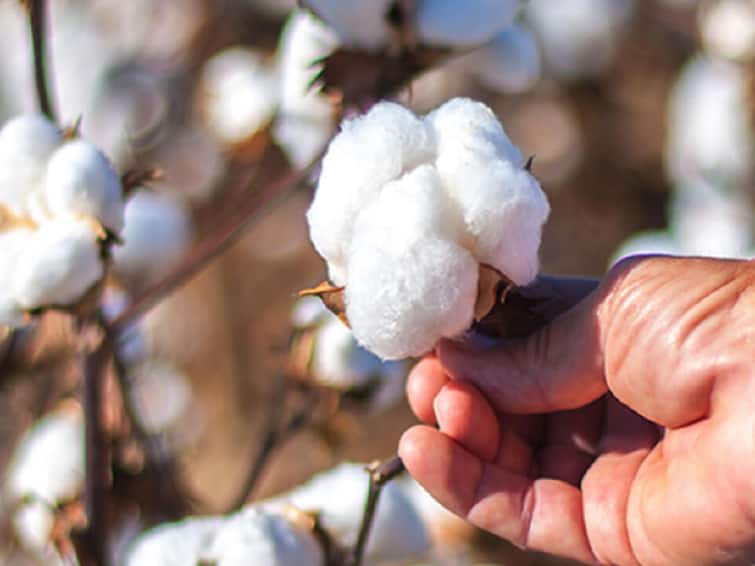 Agriculture Cotton Import News 51 thousand tons of cotton will be imported from Australia  Cotton Import News : ऑस्ट्रेलियातून 51 हजार टन कापसाची आयात होणार, आयात शुल्कही माफ; शेतकरी संघटनांची नाराजी  
