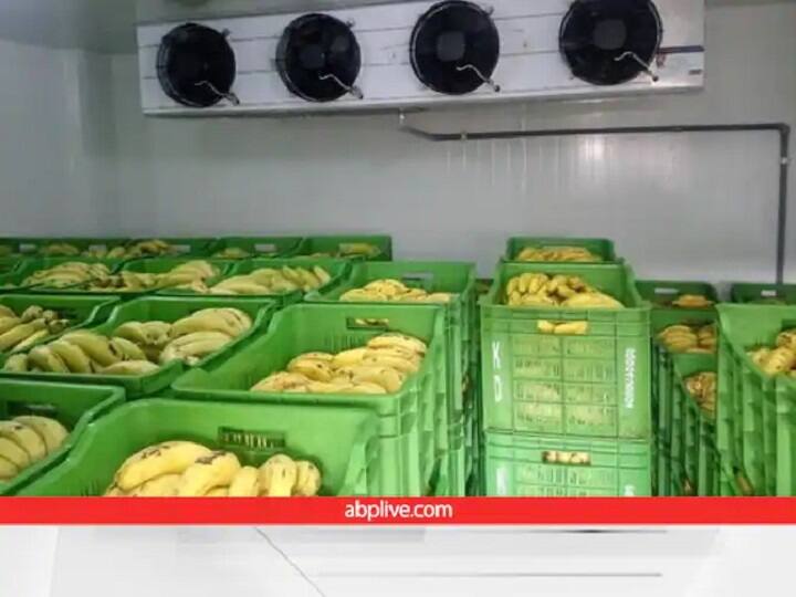 क्या है वो तकनीक, जिससे कच्चे फल 4 से 5 दिन में पक जाते हैं, खराब भी नहीं होते, होता है लाखों का मुनाफा Fruit ripening technique can save fruits from rotting क्या है वो तकनीक, जिससे कच्चे फल 4 से 5 दिन में पक जाते हैं, खराब भी नहीं होते, होता है लाखों का मुनाफा