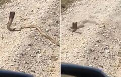 Viral Video: ਵਿਅਕਤੀ ਨੇ ਚਲਾਈਆਂ ਕਿੰਗ ਕੋਬਰਾ 'ਤੇ ਗੋਲੀਆਂ, ਫਿਰ ਹੋਇਆ ਕੁਝ ਅਜਿਹਾ ਕੀ ਹੋ ਗਈ ਹਾਲਤ ਖਰਾਬ