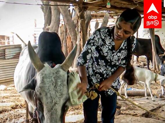 Jallikattu Special: ஜல்லிக்கட்டு காளையை வளர்க்கும் வீர தமிழச்சி!அசரவைக்கும் சிறுமி!