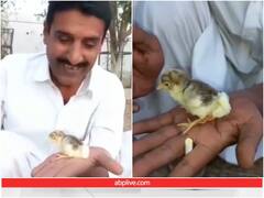 दो नहीं चार पैर वाले चुजे को देख यूजर्स रह गए दंग, वीडियो हुआ वायरल