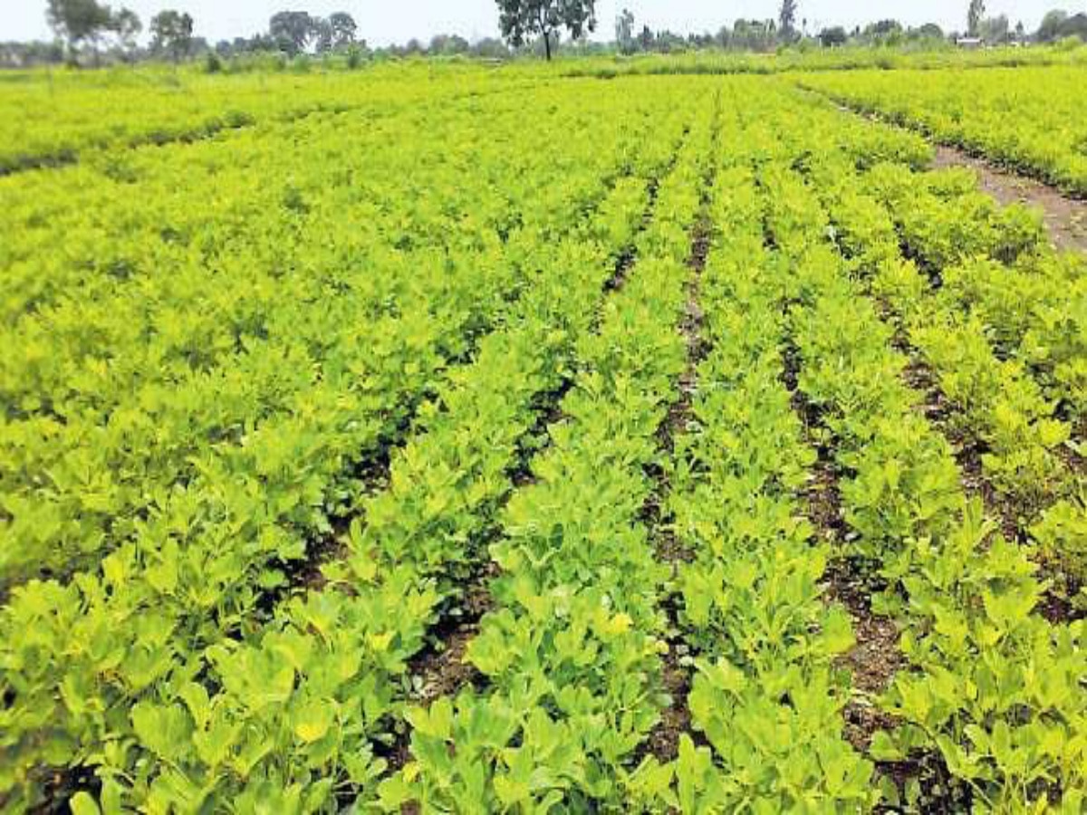 நிலக்கடலை பயிரில் ரைசோபியம் உயிர் உரம் பயன்பாடு -  வேளாண்மை இணை இயக்குனர் விளக்கம்