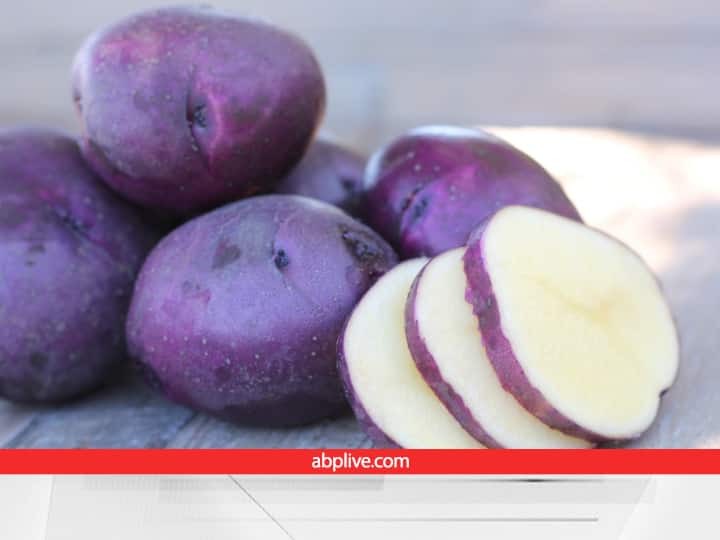 Huckleberry Gold Potato cultivation Process Price Benefits and Market Demand Huckleberry Gold Potato: इस बैंगनी आलू के तो विदेशी भी है दीवाने...तेजी से बढ़ रही डिमांड, फायदे जानकर रह जाएंगे हैरान
