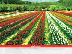 यदि ट्यूलिप गार्डन देखने कश्मीर ना पहुंच पाएं तो यहां चले आइएगा....कृषि वैज्ञानिकों ने आप ही के लिए तैयार किया है शानदार टूरिज्म स्पॉट