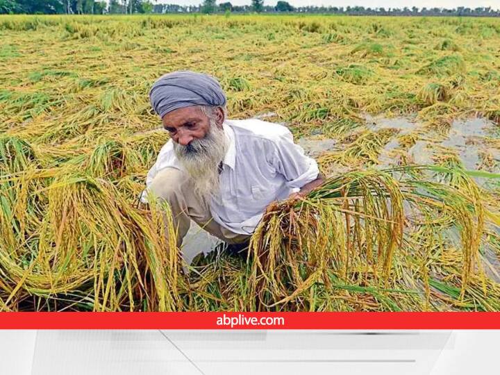 Agriculture Loan unable to repay by 2 lakh punjab farmers due to crops Loss of 82727 hectares Agriculture News: कर्ज के जंजाल में फंसे पंजाब के किसान, इस वजह से नहीं चुका पा रहे लोन