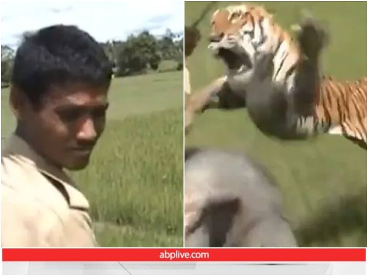 ambushed tiger is seen attacking a mahout atop an elephant Video: घात लगाए बैठे बाघ ने महावत पर किया हमला, रोंगटे खड़े कर देगा वीडियो