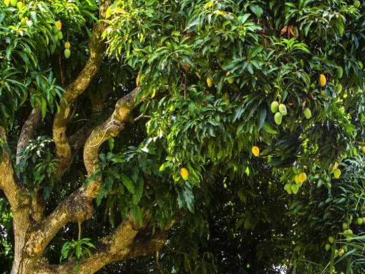 300 types of mangoes grow in one tree this unique tree is only in one place in the whole world एक पेड़ में लगते हैं 300 प्रकार के आम, पूरी दुनिया में सिर्फ एक जगह है यह नायाब पेड़