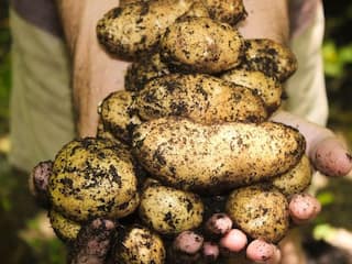 Potato Farming: વિધાનસભામાં ઉઠ્યો બટાકા મુદ્દો, કોંગ્રેસના ધારાસભ્ય કિરીટ પટેલે ચર્ચા કરવા લખ્યો પત્ર