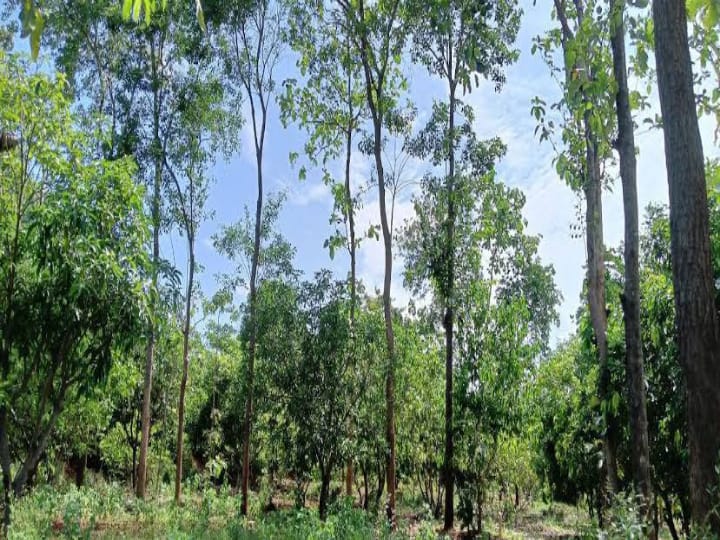 நம்மாழ்வார் நினைவு நாள்; 2 லட்சம் மரக்கன்றுகள் நடவு செய்யும் காவேரி கூக்குரல் இயக்கம்..!