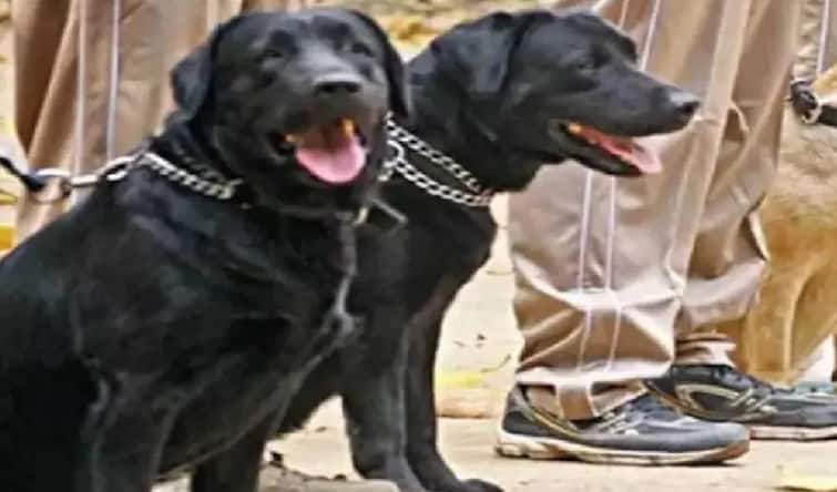 Meghalaya: BSF orders court of inquiry after sniffer dog gets pregnant બાંગ્લાદેશ બોર્ડર પર તૈનાત BSFની ફિમેલ ડૉગ થઇ પ્રેગનન્ટ, કોર્ટ ઓફ ઇન્ક્વાયરીના આદેશ