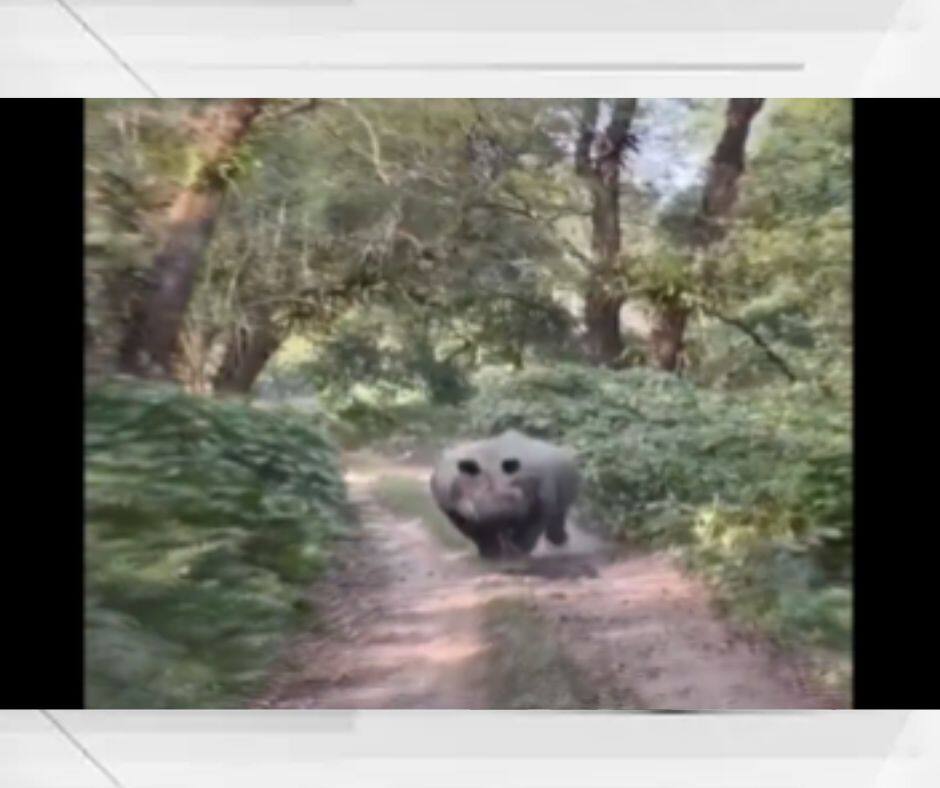 Rhino Viral Video : सफारीसाठी गेलेल्या पर्यटकांच्या वाहनाचा गेंड्याने केला पाठलाग, व्हिडीओ व्हायरल Video Panic As Rhino Dashes Out Of Bush Chases Tourists In Assam Rhino Viral Video : सफारीसाठी गेलेल्या पर्यटकांच्या वाहनाचा गेंड्याने केला पाठलाग, व्हिडीओ व्हायरल