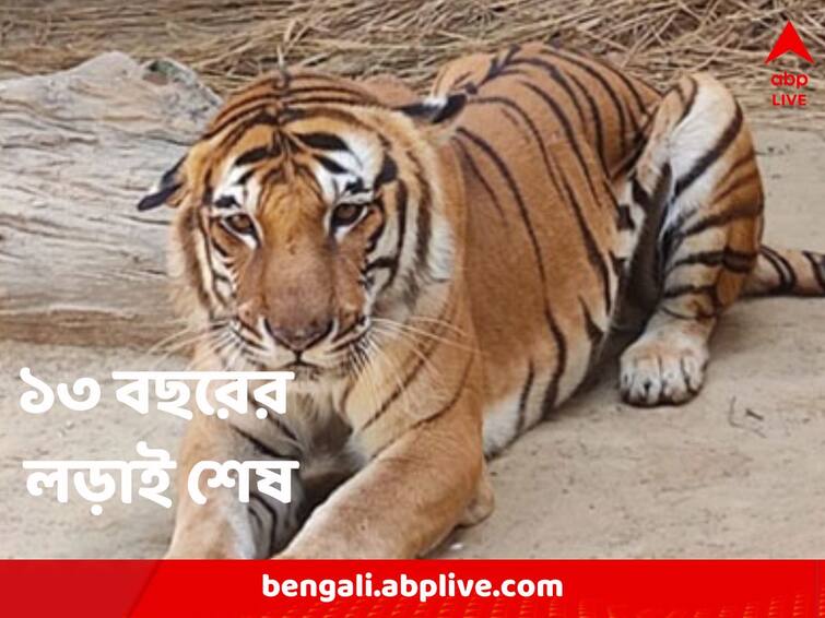 Male tiger Kishan dies of Cancer after 13 years of battle in Lucknow Zoo Tiger Kishan Dies: দীর্ঘ ১৩ বছর ক্যান্সারের সঙ্গে লড়াই, লখনউ চিড়িয়াখানায় মৃত্যু কিষাণের