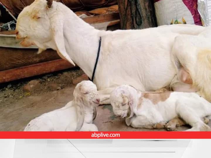 Specialities of Jamunapari Goat Breed for which CIRG Mathura received the National Award for its Conservation Promotion Goat Farming: जमनापारी बकरी के लिए मिला नेशनल अवॉर्ड, क्यों खास है बकरी की ये ब्रीड, कितने लीटर दूध देती है
