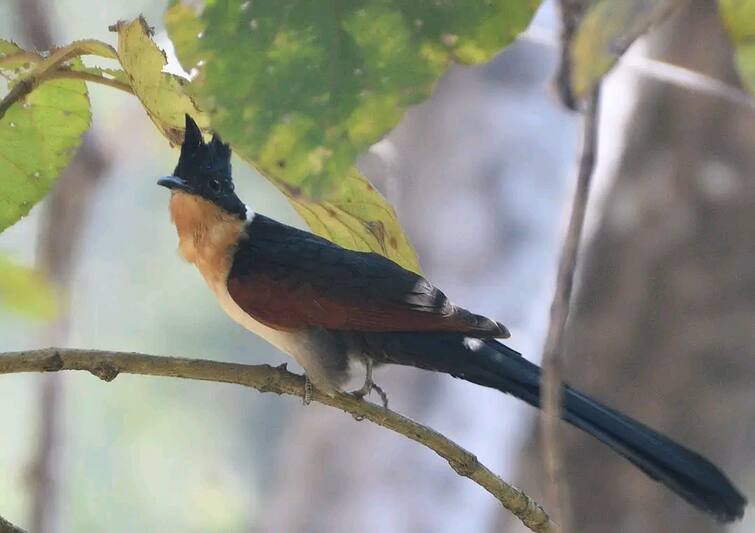 Maharashtra News Sighting of rare Chestnut Winged Cuckoo in Karnala Sanctuary Maharashtra News: कर्नाळा अभयारण्यात दुर्मिळ 'चेस्टनट विंग्ड कुक्कू'चे दर्शन; राज्यातील तिसरीच नोंद