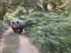 Rhino Jumps Out Of Bush, Chases Tourist In Assam. Scary Video Goes Viral: Watch