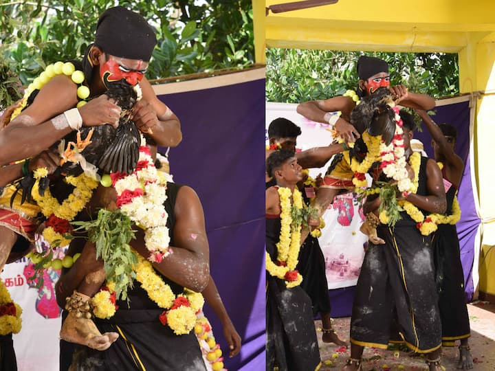 நடன நிகழ்ச்சியின் போது ஆக்ரோஷமாக மாணவர் ஒருவர் கோழியைக் ஆவேசமாக கடிக்கும் காட்சிகள்