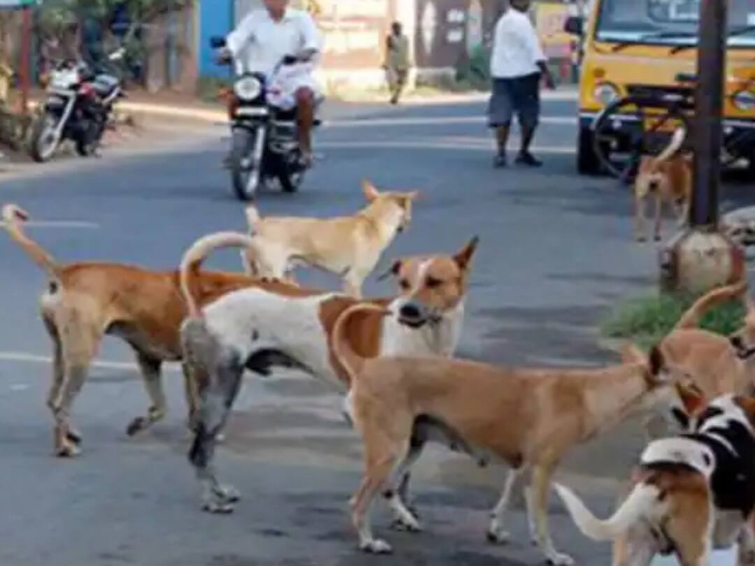 அடுத்தடுத்து அதிர்ச்சி.. தெரு நாய்கள் கடித்து ஒன்றரை வயது குழந்தை படுகாயம்.. பதறித்துடித்த உறவினர்..