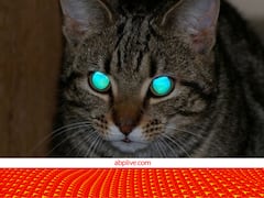 अंधेरे में जानवरों की आंखे चमकते देख डर जाते हैं आप! आज जानिए ऐसा क्यों होता है