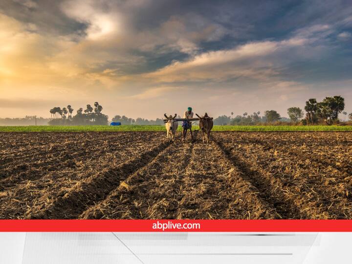 Wheat, pulses, oilseeds, the area of ​​all crops crossed 700 lakh hectares, good news was also received regarding coarse grains