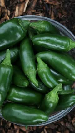 Health News : हिरव्या मिरचीचे 'हे' आहेत आरोग्यदायी फायदे